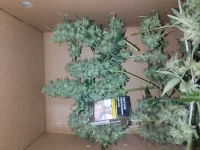 IMG_20250520_181758.webp