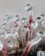 cannabis-trichomes-under-microscope-v0-d5atvwk4jq3a1.webp cannabis-trichomes-under-microscope-v0-d5atvwk4jq3a1.webp