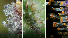 Medical-Cannabis-Cloudy-vs-Amber-Trichomes.webp Medical-Cannabis-Cloudy-vs-Amber-Trichomes.webp
