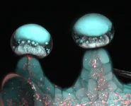 Multi‐photon-microscopy-image-of-stalked-glandular-trichome.webp