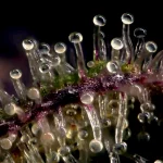 What_are_cannabis_trichomes_3661961189.webp What_are_cannabis_trichomes_3661961189.webp