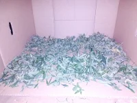IMG_20250626_181505.webp
