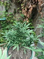 IMG_20250710_074153.webp
