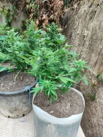 IMG_20250710_074144.webp