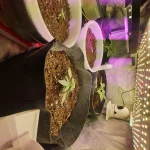 20250801_000639.webp